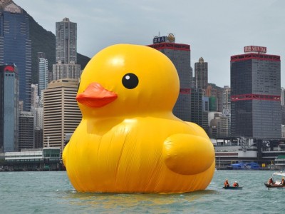 duck in HK harbour