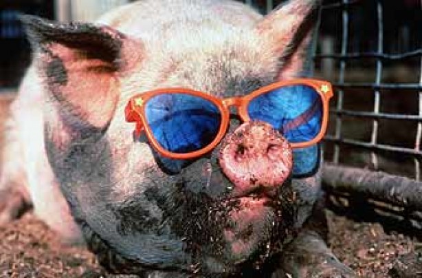 pig-wearing-sunglasses-funny-graphic
