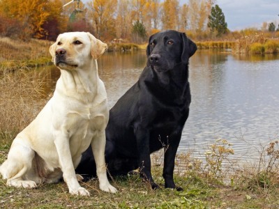 two-dogs-near-the-lake